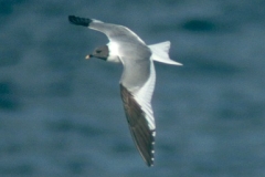 Sabine's Gull