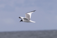 Sabine's Gull