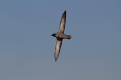 Short-tailed Shearwater