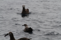 South Polar Skua and Black-footed Albatross