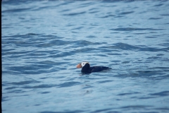 Tufted Puffin