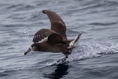 Black-footed Albatross