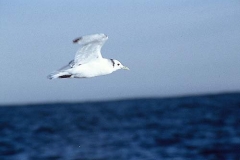 Black-legged Kittiwake