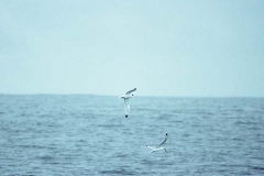 Black-legged Kittiwake