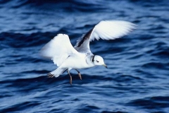 Black-legged Kittiwake