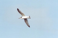 Black-legged Kittiwake