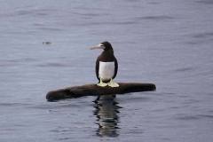 Brown Booby