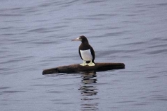 Brown Booby