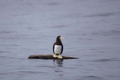 Brown Booby