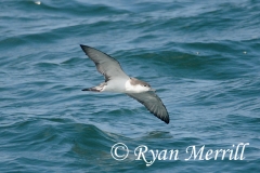 Buller's Shearwater