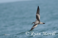 Buller's Shearwater
