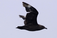 South Polar Skua
