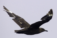 South Polar Skua