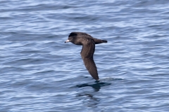 Flesh-footed Shearwater