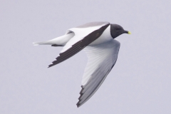 Sabine's Gull