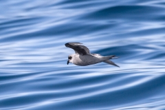 Fork-tailed Storm-Petrel