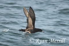 Flesh-footed Shearwater