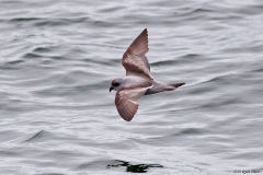 Fork-tailed Storm-Petrel