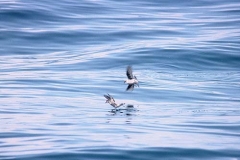 Fork-tailed Storm-Petrel