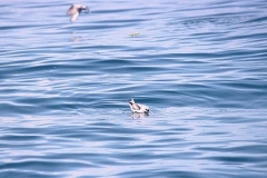 Fork-tailed Storm-Petrel