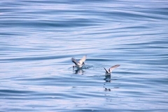 Fork-tailed Storm-Petrel