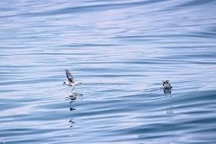 Fork-tailed Storm-Petrel