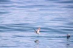 Fork-tailed Storm-Petrel