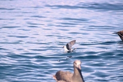 Fork-tailed Storm-Petrel