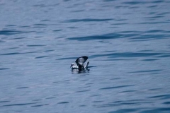 Fork-tailed Storm-Petrel