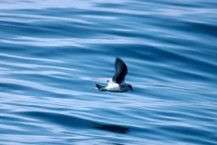 Fork-tailed Storm-Petrel