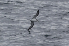 Hawaiian Petrel