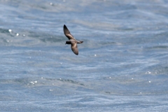 Ashy Storm-Petrel