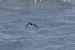 Ashy Storm-Petrel