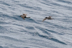 Ashy Storm-Petrel