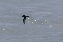 Ashy Storm-Petrel
