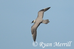 Long-tailed Jaeger