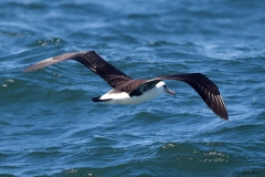 Laysan Albatross
