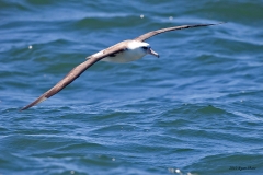 Laysan Albatross