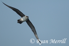 Long-tailed Jaeger