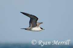 Long-tailed Jaeger