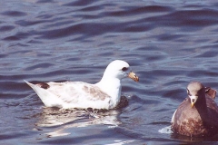 Northern Fulmar