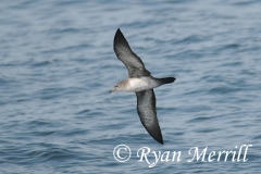 Pink-footed Shearwater