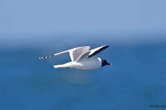 Sabine's Gull