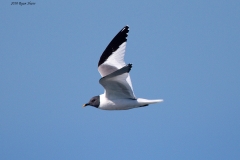 Sabine's Gull