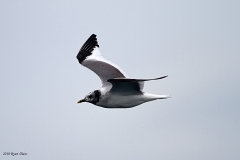 Sabine's Gull