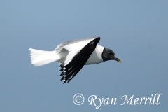Sabine's Gull