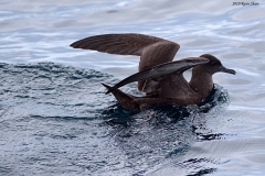 Sooty Shearwater