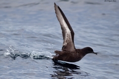 Sooty Shearwater