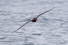 Short-tailed Albatross