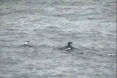 Thick-billed Murre
